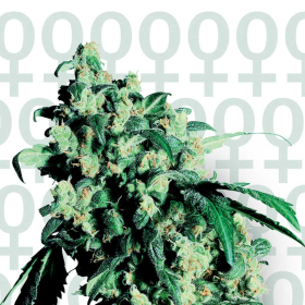 Super Skunk - SENSI SEEDS | TanieSianie.pl