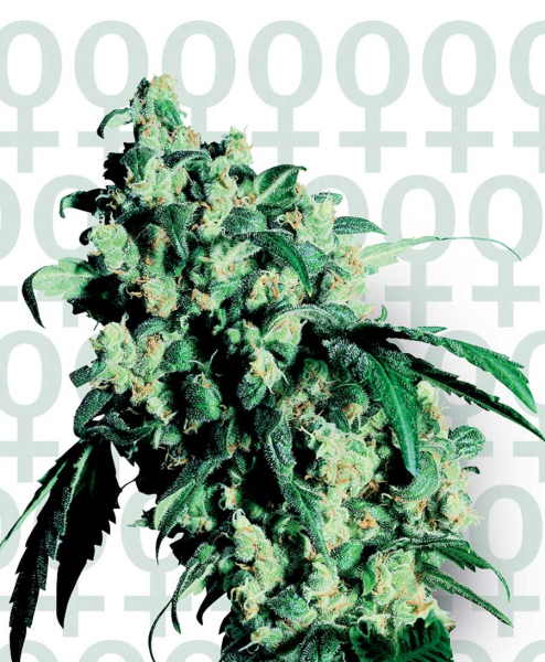 Super Skunk - SENSI SEEDS | TanieSianie.pl