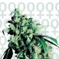 Super Skunk - SENSI SEEDS
