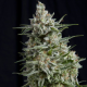 Anesthesia CBD - PYRAMID SEEDS | TanieSianie.pl