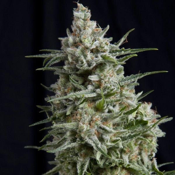 Anesthesia CBD - PYRAMID SEEDS | TanieSianie.pl