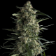 Galaxy CBD - PYRAMID SEEDS | TanieSianie.pl