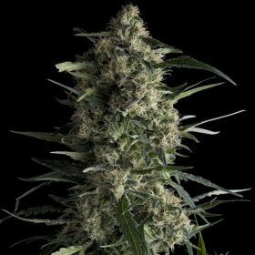 Galaxy CBD - PYRAMID SEEDS | TanieSianie.pl