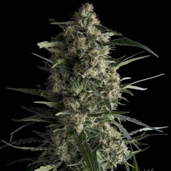 Galaxy CBD - PYRAMID SEEDS | TanieSianie.pl