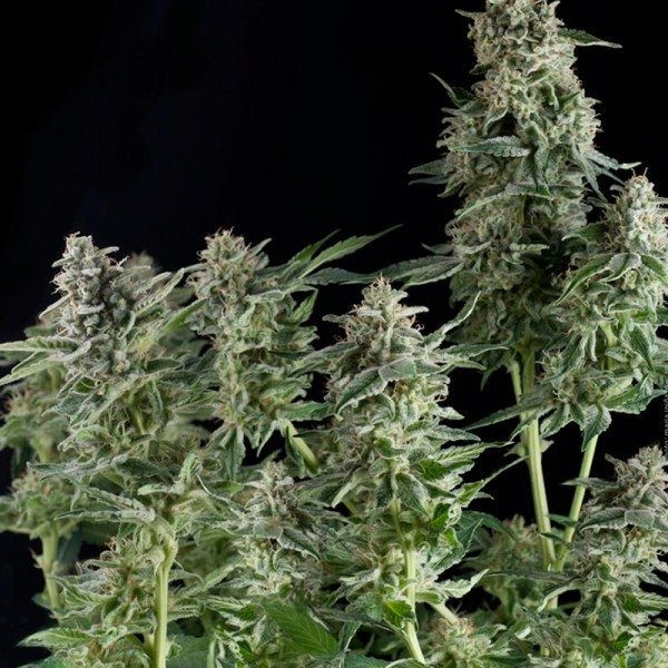 Northern Lights CBD - PYRAMID SEEDS | TanieSianie.pl