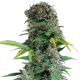 Somango Auto | TanieSianie.pl