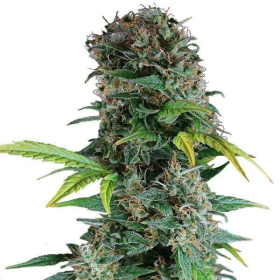 Somango Auto | TanieSianie.pl