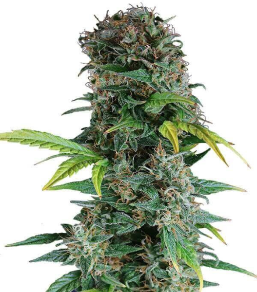 Somango Auto | TanieSianie.pl