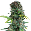 Somango Auto