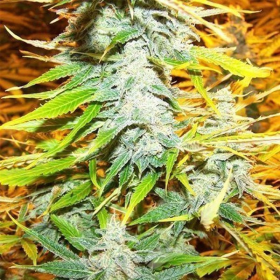 Amnesia Kush (Fast Version) | TanieSianie.pl