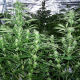 Amnesia Kush (Fast Version) | TanieSianie.pl