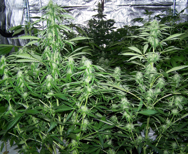 Amnesia Kush (Fast Version) | TanieSianie.pl
