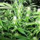 Amnesia Kush (Fast Version) | TanieSianie.pl