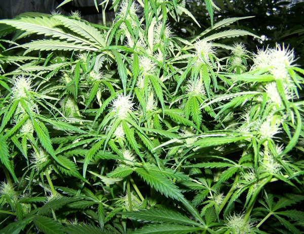 Amnesia Kush (Fast Version) | TanieSianie.pl