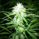 Amnesia Kush (Fast Version) | TanieSianie.pl