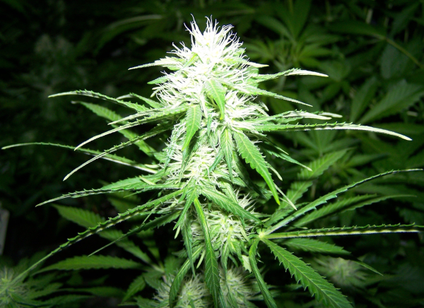Amnesia Kush (Fast Version) | TanieSianie.pl