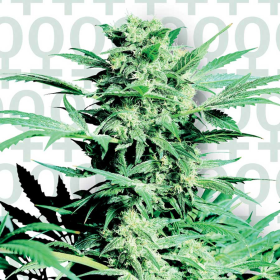 Shiva Skunk - SENSI SEEDS | TanieSianie.pl