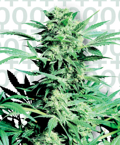 Shiva Skunk - SENSI SEEDS | TanieSianie.pl