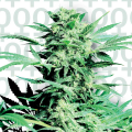 Shiva Skunk - SENSI SEEDS