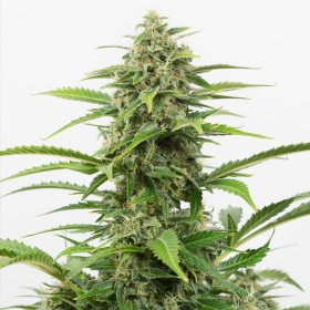 Critical + 2.0 Auto | TanieSianie.pl