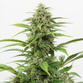 Critical + 2.0 Auto