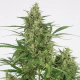 Critical + 2.0 Auto | TanieSianie.pl