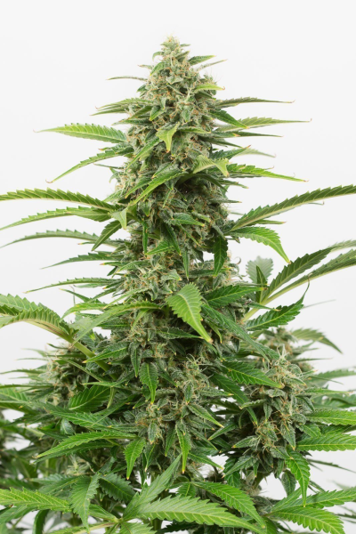 Critical + 2.0 Auto | TanieSianie.pl