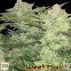 Sweet Kush - Original Sensible Seeds | TanieSianie.pl