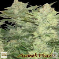Sweet Kush - Original Sensible Seeds