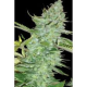 Skunk Afghani - Original Sensible Seeds | TanieSianie.pl