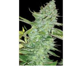 Skunk Afghani - Original Sensible Seeds | TanieSianie.pl