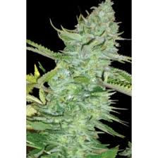 Skunk Afghani - Original Sensible Seeds | TanieSianie.pl