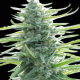 Pure Africa - Original Sensible Seeds | TanieSianie.pl