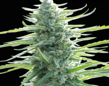 Pure Africa - Original Sensible Seeds | TanieSianie.pl