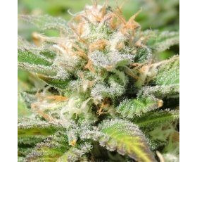 Auto Black JH - Original Sensible Seeds | TanieSianie.pl