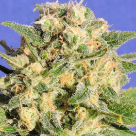 Auto Destroyer - Original Sensible Seeds | TanieSianie.pl