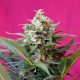 Big Devil XL Autoflowering - SWEET SEEDS | TanieSianie.pl