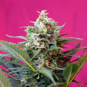 Big Devil XL Autoflowering - SWEET SEEDS | TanieSianie.pl