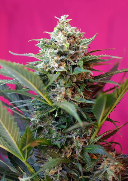 Big Devil XL Autoflowering - SWEET SEEDS | TanieSianie.pl