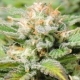 Auto JH - Original Sensible Seeds | TanieSianie.pl
