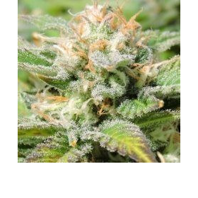 Auto JH - Original Sensible Seeds | TanieSianie.pl