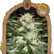 Monster Mash Auto - EXOTIC SEED | TanieSianie.pl