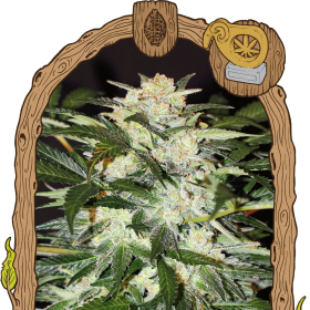 Monster Mash Auto - EXOTIC SEED | TanieSianie.pl