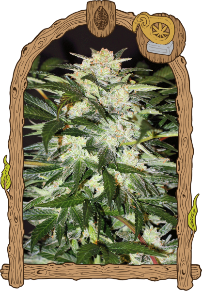 Monster Mash Auto - EXOTIC SEED | TanieSianie.pl