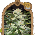 Monster Mash Auto - EXOTIC SEED