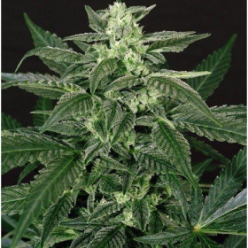 Triple A Auto - EXOTIC SEED | TanieSianie.pl