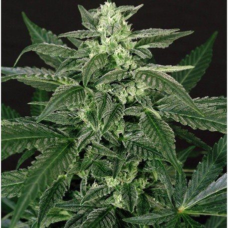 Triple A Auto - EXOTIC SEED | TanieSianie.pl