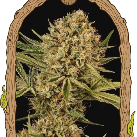 Herz OG - EXOTIC SEED | TanieSianie.pl