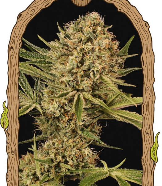 Herz OG - EXOTIC SEED | TanieSianie.pl
