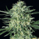 Quick Mass - EXOTIC SEED | TanieSianie.pl